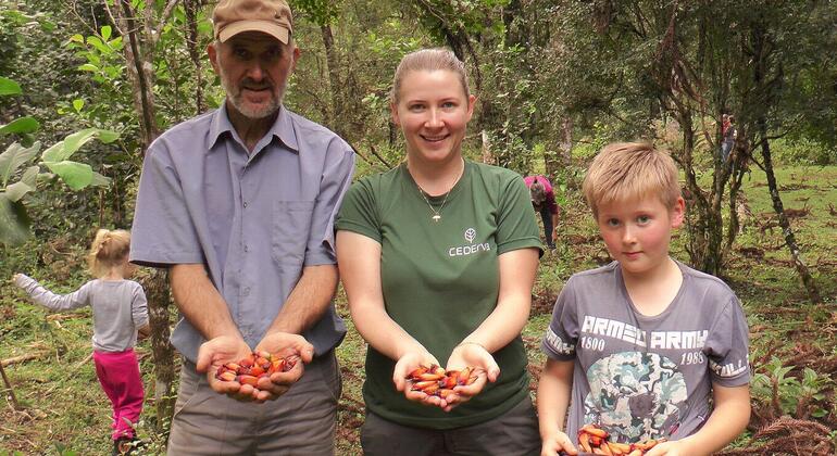 Поколение за поколением семьи в бразильском штате Парана общими силами выращивают парагвайский падуб в тени деревьев и сохраняют здоровье араукариевого леса, который в свою очередь обеспечивает их источниками средств к существованию. 